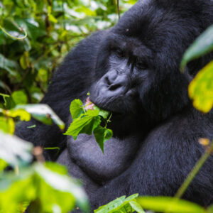 Read more about the article Comparing gorilla trekking in Mgahinga and Bwindi gorilla parks