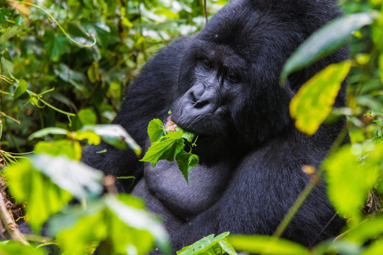 You are currently viewing Comparing gorilla trekking in Mgahinga and Bwindi gorilla parks