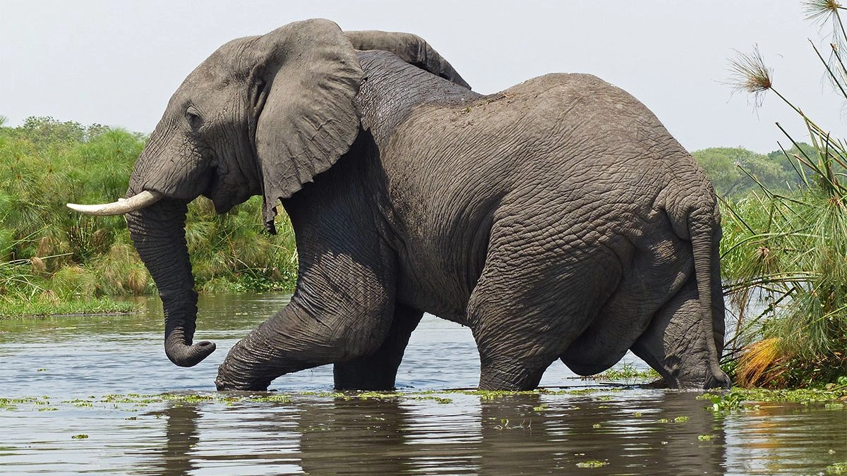 Read more about the article AVOID THESE MONEY MISTAKES WHILE   ON SAFARI