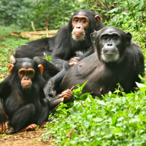 Read more about the article Uganda Safari Mistakes: Costly Mistakes to Avoid When Planning a Uganda Safari