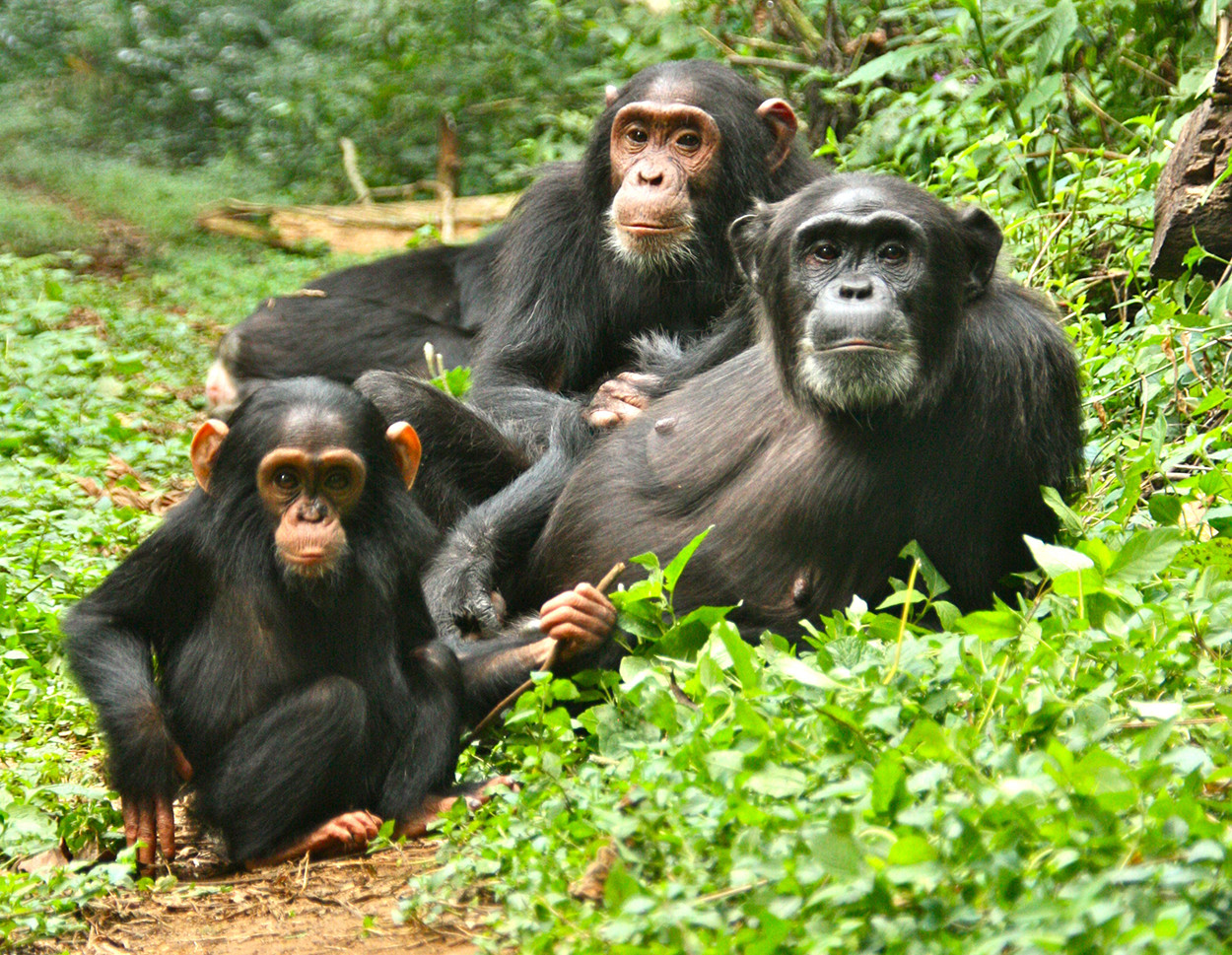 You are currently viewing Uganda Safari Mistakes: Costly Mistakes to Avoid When Planning a Uganda Safari