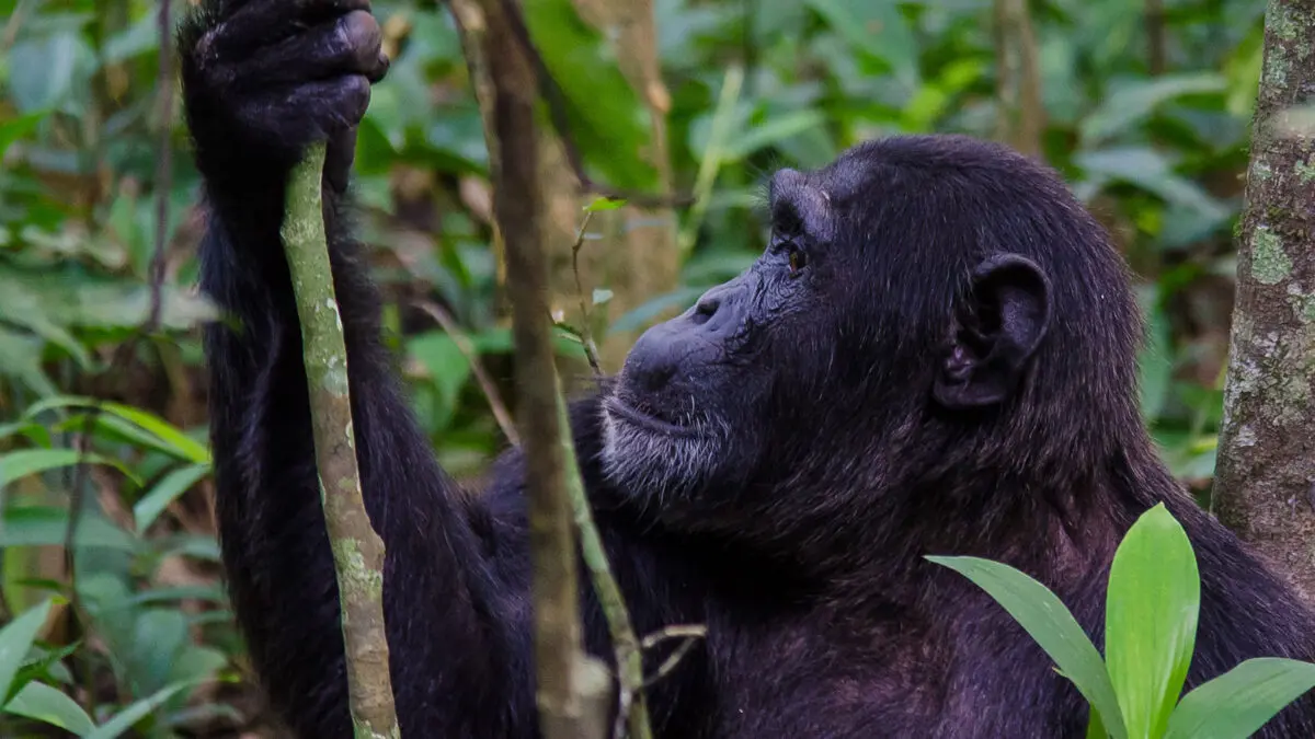 You are currently viewing 12-Day Uganda Gorillas, Chimps and Wildlife Safari