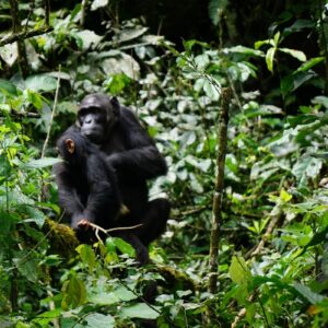Read more about the article 8 Days Murchison,  Kibale, Queen and Bwindi safari