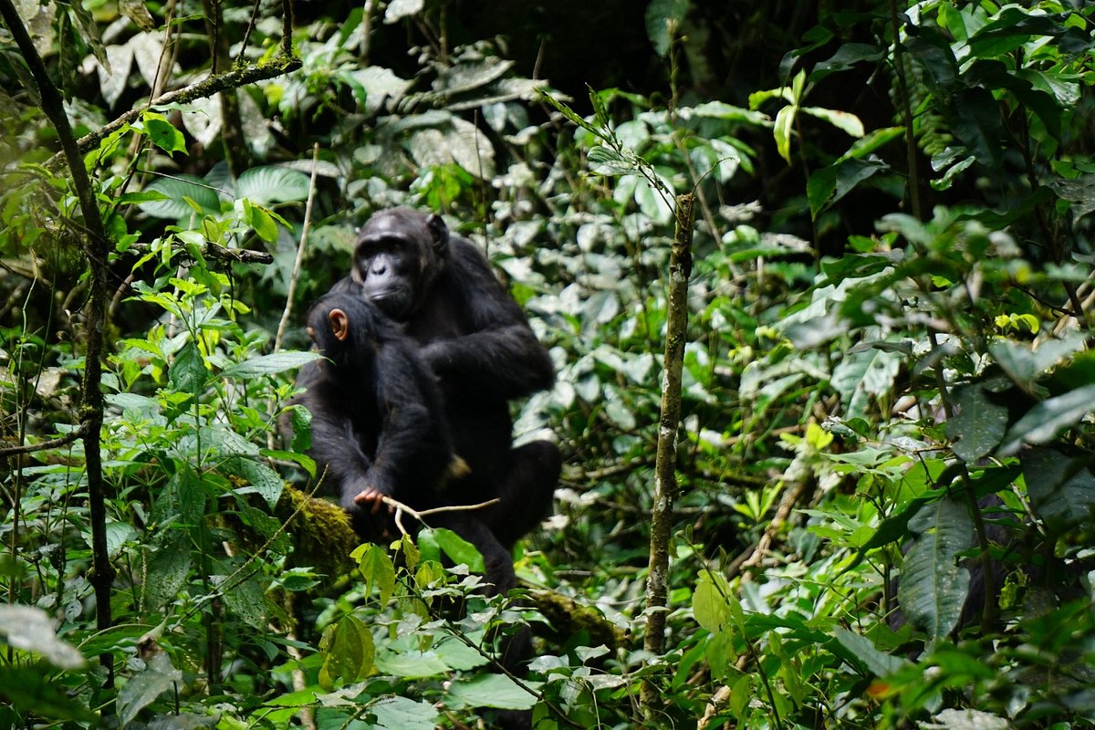 You are currently viewing 8 Days Murchison,  Kibale, Queen and Bwindi safari
