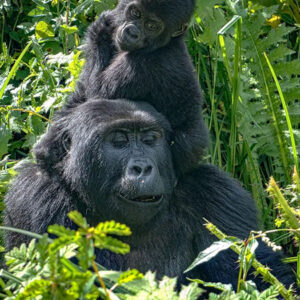 Read more about the article Buhoma Vs Rushaga Sector for Gorilla Trekking Safari, Comparison