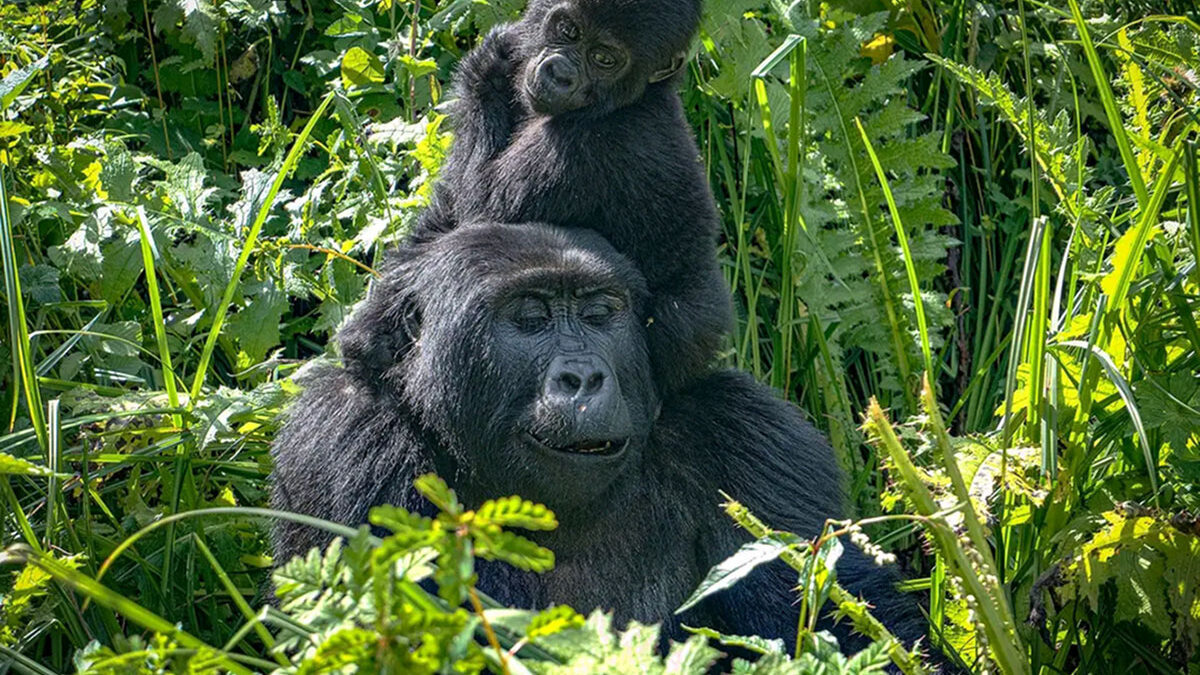 You are currently viewing Buhoma Vs Rushaga Sector for Gorilla Trekking Safari, Comparison