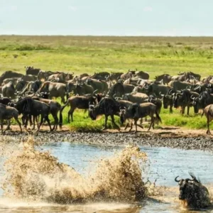 Read more about the article Choosing the Best Time for a Great Migration Safari