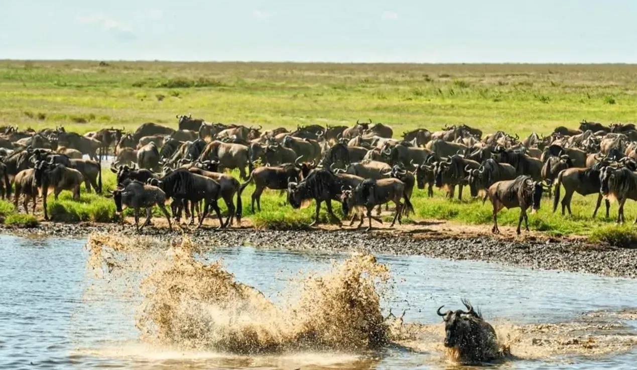You are currently viewing Choosing the Best Time for a Great Migration Safari