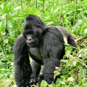 Read more about the article Why Gorillas in Bwindi Impenetrable National Park are Great Apes?