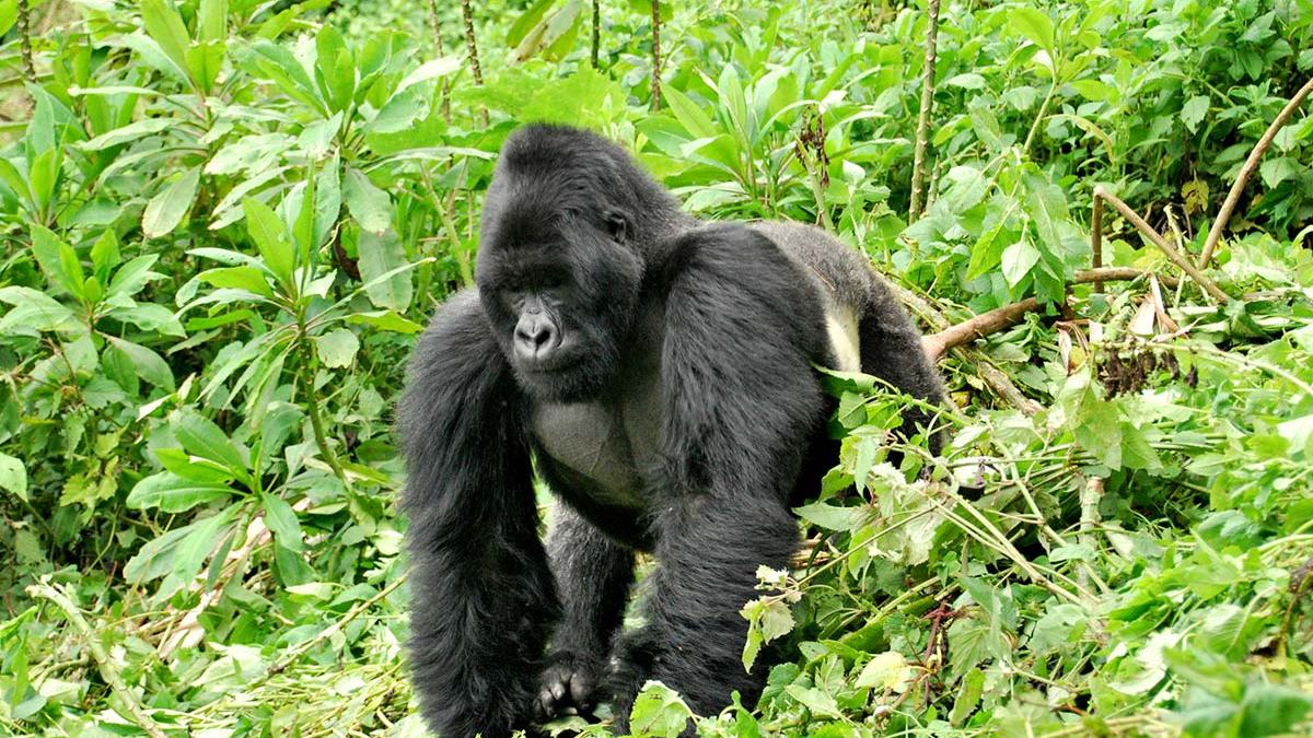 You are currently viewing Why Gorillas in Bwindi Impenetrable National Park are Great Apes?