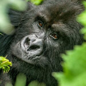 Read more about the article Uganda Safari Booking