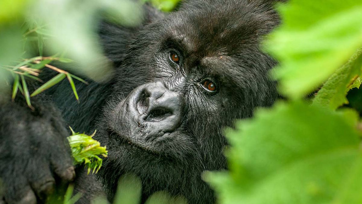 Read more about the article Uganda Safari Booking