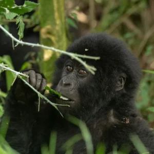 Read more about the article Silverback Gorilla: Everything You Need to Know