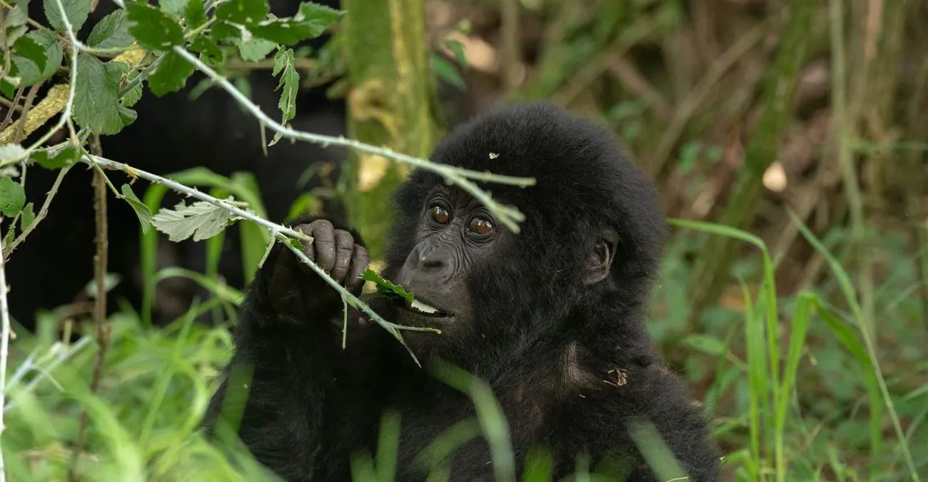 You are currently viewing Silverback Gorilla: Everything You Need to Know