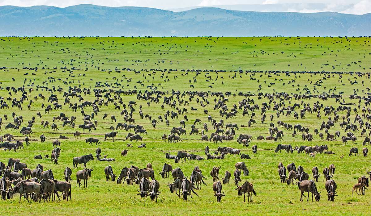 You are currently viewing 10 Days Tanzania and Zanzibar Safari