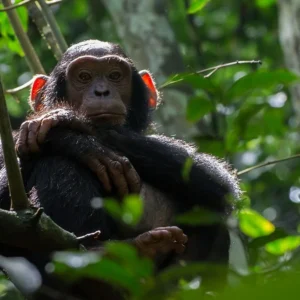 Read more about the article When Is the Best Time for Chimpanzee Tracking in Kibale?