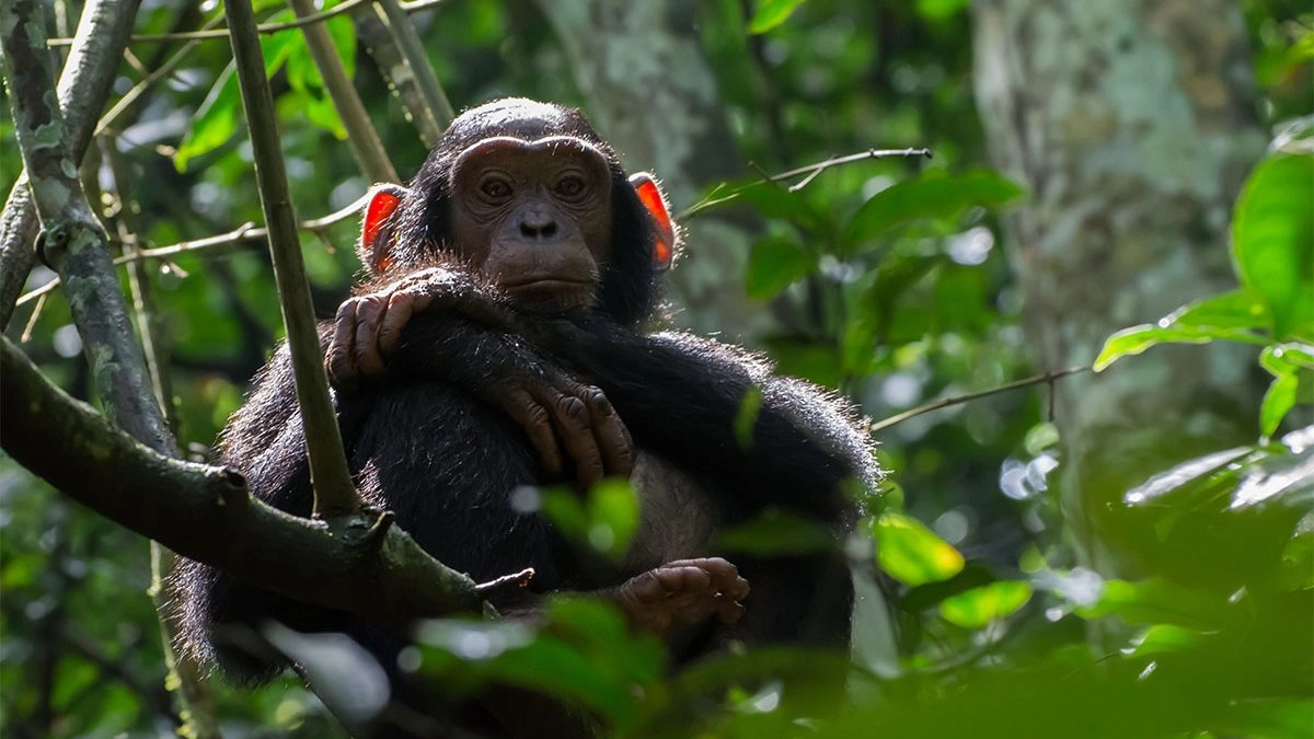You are currently viewing When Is the Best Time for Chimpanzee Tracking in Kibale?