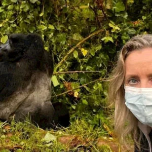 Read more about the article How to plan a Rwanda gorilla safari from Europe