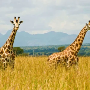 Read more about the article Understanding safety When Traveling to Uganda