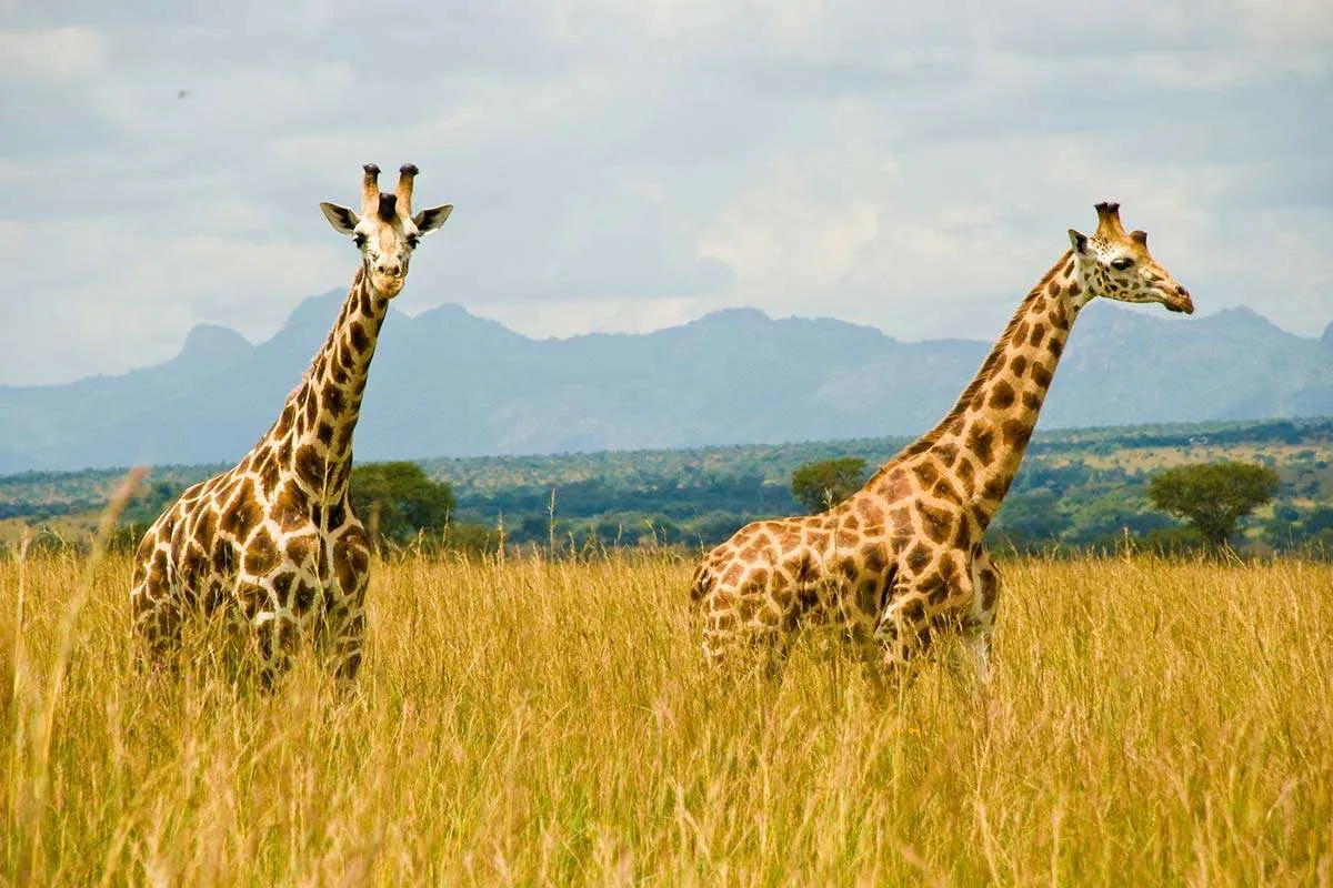 You are currently viewing Understanding safety When Traveling to Uganda