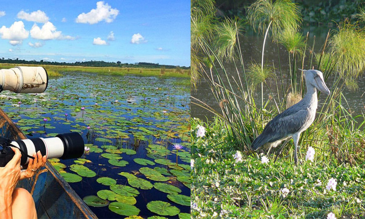 You are currently viewing 12-Day Uganda Gorillas, Chimps and Wildlife Safari